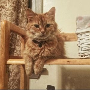 Meet your Posher, Alexian